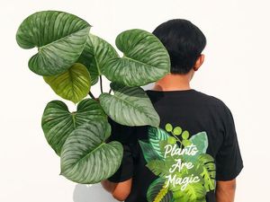 Kenalan dengan Dharma Jungle, Selebgram Tanaman Hias dengan Koleksi Sultan Kenalan dengan Dharma Jungle, Selebgram Tanaman Hias dengan Koleksi Sultan