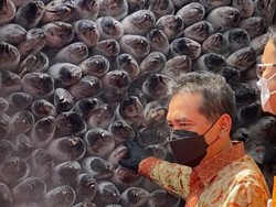 RI Ekspor Ikan Tuna ke Korsel