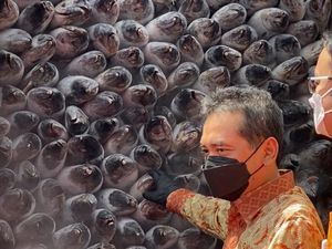 RI Ekspor Ikan Tuna ke Korsel RI Ekspor Ikan Tuna ke Korsel