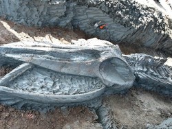 Fosil Paus Purba Berusia Ribuan Tahun Ditemukan di Thailand