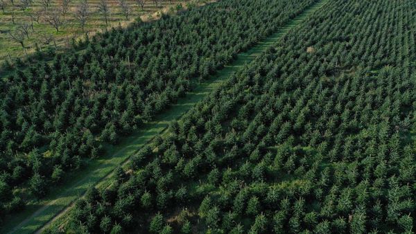 Geliat Perkebunan Pohon Natal di Jerman