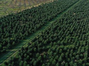 Geliat Perkebunan Pohon Natal di Jerman