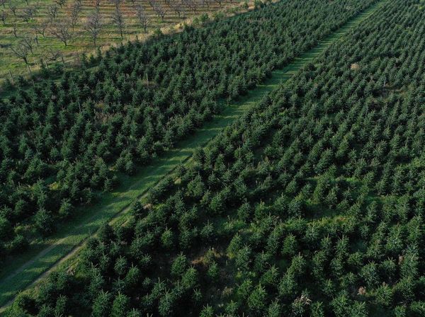 Geliat Perkebunan Pohon Natal di Jerman