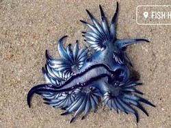 Hewan Naga Biru, Pembunuh Tercantik di Lautan