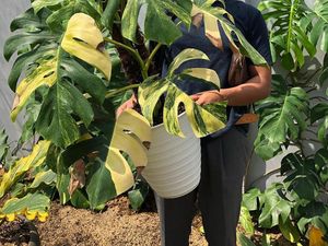 Cerita Pria Bisnis Tanaman Hias Sultan, Rela Tukar Mobil dengan Tanaman Cerita Pria Bisnis Tanaman Hias Sultan, Rela Tukar Mobil dengan Tanaman