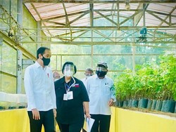 6 Lokasi Pusat Pembibitan RI, dari Rumpin hingga Labuan Bajo