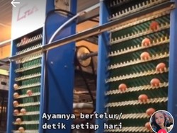 Lihat Peternakan Ayam Modern, Netizen : Kandang Ayam Aja Pakai AC