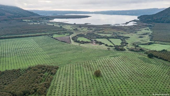 Menengok Sisi Getir Pertanian Hazelnut di Italia Menengok Sisi Getir Pertanian Hazelnut di Italia
