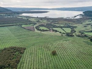 Menengok Sisi Getir Pertanian Hazelnut di Italia