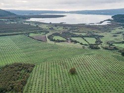 Menengok Sisi Getir Pertanian Hazelnut di Italia