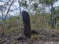 Menhir Papua Ini Dibawa ke Jakarta, Eh Tiba-tiba Hilang, Balik ke Papua!