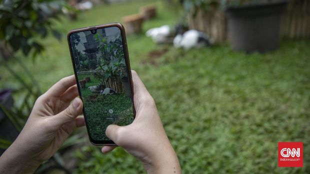 Petugas melakukan perawatan terhadap kelinci yang dipelihara di Taman Kelinci Bambu Apus, Jakarta, 27 November 2020. Taman yang terletak di Pusat Pelayanan Kesehatan Hewan dan Peternakan Dinas Ketahanan Pangan Kelautan dan Pertanian Bambu Apus ini merawat 188 ekor kelinci yang dapat dijadikan sebagai alternatif wisata edukasi bagi para warga. CNN Indonesia/Bisma Septalisma