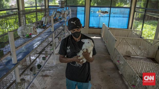 Petugas melakukan perawatan terhadap kelinci yang dipelihara di Taman Kelinci Bambu Apus, Jakarta, 27 November 2020. Taman yang terletak di Pusat Pelayanan Kesehatan Hewan dan Peternakan Dinas Ketahanan Pangan Kelautan dan Pertanian Bambu Apus ini merawat 188 ekor kelinci yang dapat dijadikan sebagai alternatif wisata edukasi bagi para warga. CNN Indonesia/Bisma Septalisma