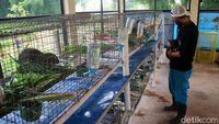 Asyik... Kini Ada Taman Kelinci di Jakarta Timur