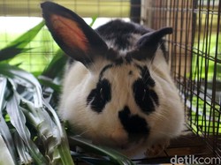 Prank Pura-pura Mati Ala Hewan, Begini Penjelasan Ilmiahnya