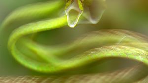 Keindahan Alam dalam Jawara British Ecological Society Photography Competition