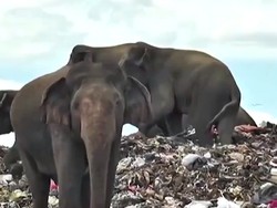 Duh! Gajah Mati Perlahan karena Makan Plastik di Tempat Pembuangan Sampah
