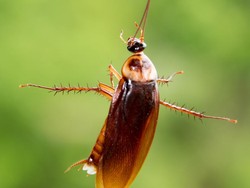 Teganya! Destinasi Ini Tawarkan Kecoak dengan Nama Mantan, lalu Jadi Umpan