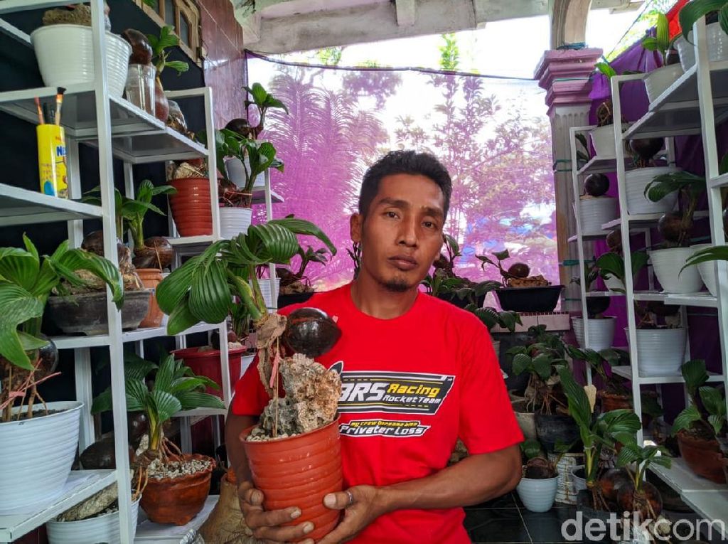 Pria di Ponorogo Ini Sukses Kembangkan Bonsai Kelapa Saat Pandemi