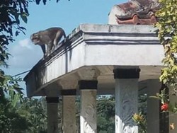 Warga Sukabumi Resah Kawanan Monyet Masuk Langit-langit Rumah