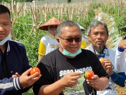 Panen Tomat Varietas Baru, Cabup Sukabumi Marwan Siapkan Agro Wisata