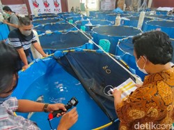 Melihat Kontes Ikan Koi Terbesar di Kuningan
