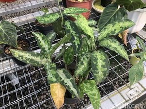 Mantap! Tanaman Hias RI Sampai Eksis di AS-Inggris