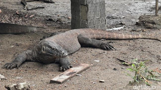 Balita 4,5 Tahun Digigit Komodo Saat Bermain, Tangan Putus Balita 4,5 Tahun Digigit Komodo Saat Bermain, Tangan Putus