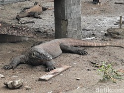 Mengapa Komodo Dijuluki Naga? Ini Asal-usul Hewan Ini