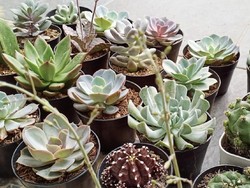 Buset! Omzet Jualan Tanaman Hias Bisa Tembus Miliaran Sebulan