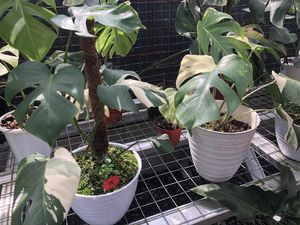 Tanaman RI Banyak Diekspor, Pengusaha Mal Khawatir Cuti Bersama Dipotong