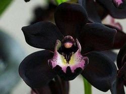 Bunga anggrek hitam papua
