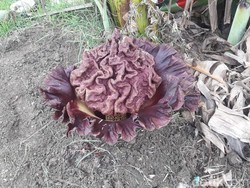 Warga Lamongan Pindah Bunga Bangkai dari Makam ke Halaman Rumah