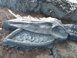 Fosil Paus Purba Ditemukan di Thailand