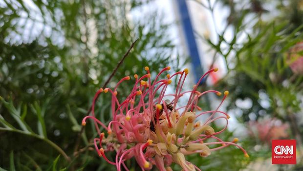 Hasil foto Realme 7 Pro Hasil foto Realme 7 Pro