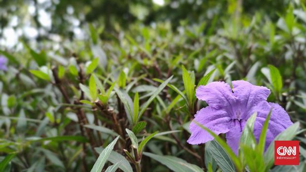Hasil foto Realme 7 Pro Hasil foto Realme 7 Pro