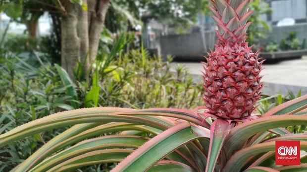 Hasil foto Realme 7 Pro Hasil foto Realme 7 Pro
