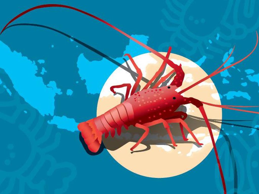 Tiga Daerah Penghasil Lobster Terbaik di RI Tiga Daerah Penghasil Lobster Terbaik di RI