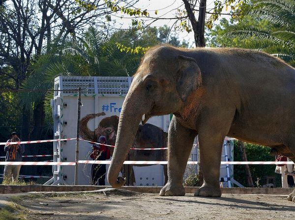 Kaavan, Si Gajah Kesepian Diangkut ke Kamboja