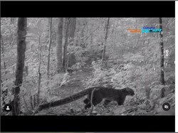Kenalin yang Imut dan Lucu Tapi Pemalu dari Gunung Leuser