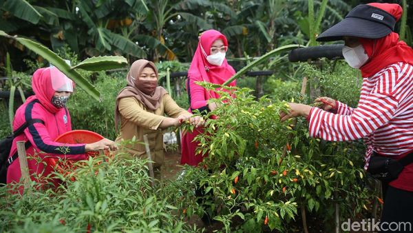 Melihat Panen Urban Farming di Kalibata