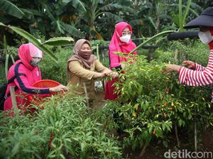 Melihat Panen Urban Farming di Kalibata