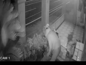 Terekam CCTV, Pencuri Bermobil Gondol 5 Pot Tanaman Hias Jadi Viral