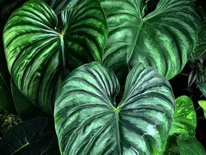 8 Tanaman Hias Beracun, Lidah Mertua Hingga Dolar 8 Tanaman Hias Beracun, Lidah Mertua Hingga Dolar