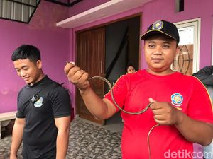 Seekor Ular menyelinap Masuk ke Kos Cewek di Jember, Penghuni Berhamburan Seekor Ular menyelinap Masuk ke Kos Cewek di Jember, Penghuni Berhamburan