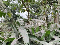 Hujan Abu Guyur Lumajang Pasca Semeru Meletus