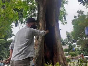 Heboh Pohon Keluarkan Api dan Asap di Kota Bandung