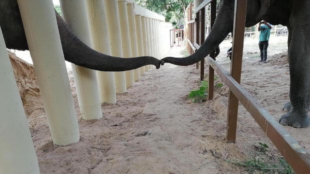 In this photo provided by Four Paws, the trunk of an Asian elephant named Kaavan, left, touches the trunk of another elephant at the Kulen Prom Tep Wildlife Sanctuary in Oddar Meanchey, Cambodia Tuesday, Dec. 1, 2020. Kaavan, dubbed the world's loneliest elephant after living alone for years in a Pakistani zoo, has captured worldwide attention, has now moved to a sanctuary that houses other pachyderms. (Four Paws via AP)