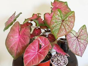 7 Jenis Tanaman Hias Keladi Berharga Mahal di Indonesia, Warnanya Bikin Kalap 7 Jenis Tanaman Hias Keladi Berharga Mahal di Indonesia, Warnanya Bikin Kalap