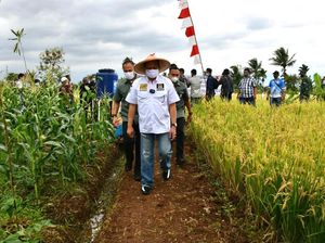Panen Padi di Cianjur, Ketua MPR Bagikan Alsintan